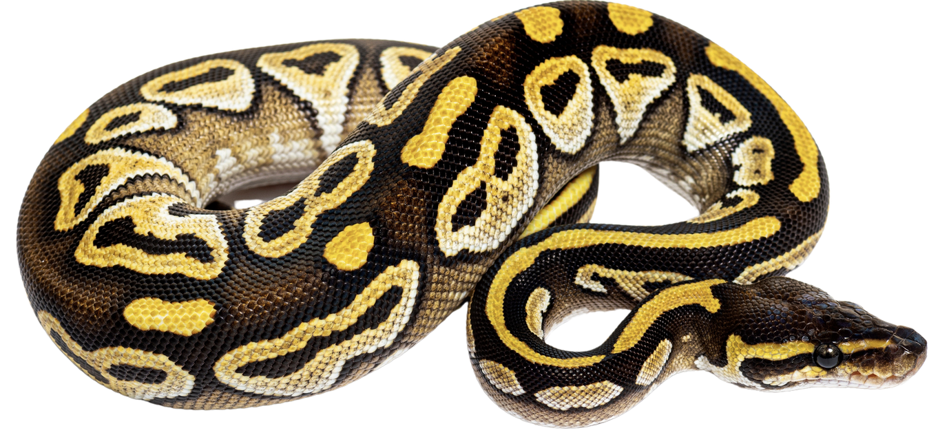 Why Python Programming Is Taking Over The Tech World